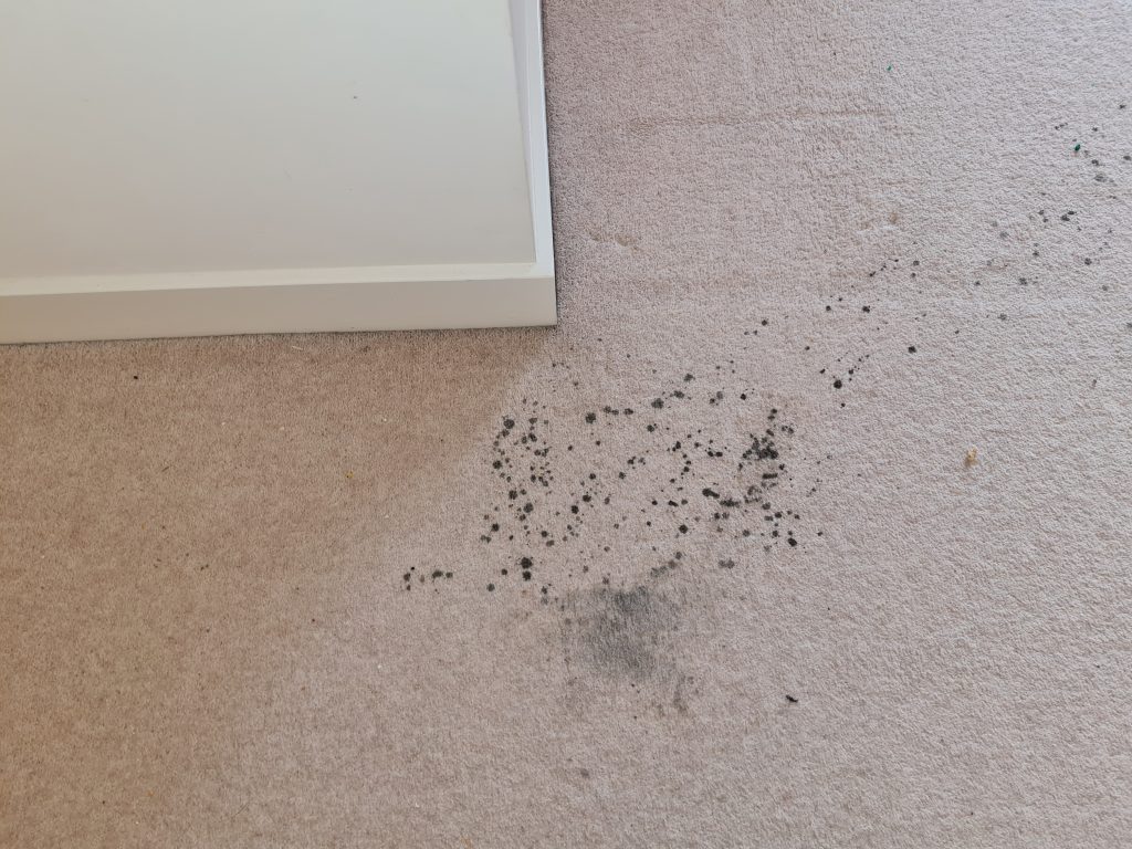 carpet with stain in Colchester House
